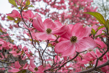 Naklejka na ściany i meble Pink tree Dogwood Blossoms close up at a public park
