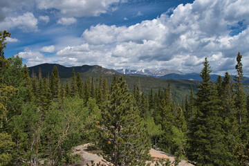 View looking out over the vast landscape of aspen pines. Rocky mountains visible in the distance