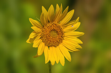 a Yellow blooming sunflower on a field