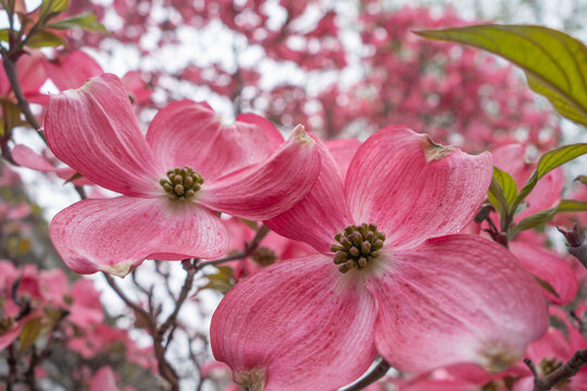 “Dogwood Blossoms” Images – Browse 64 Stock Photos, Vectors, and Video