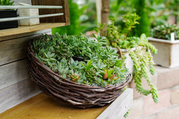 おしゃれな多肉植物の寄植え