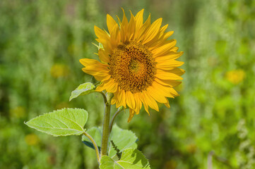 a Yellow blooming sunflower on a field