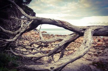 tree branches on the beach western australia