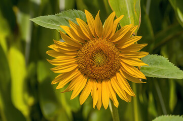 a Yellow blooming sunflower on a field