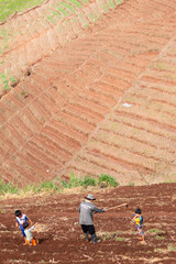 Agriculture is preparing the soil for planting on  high mountains