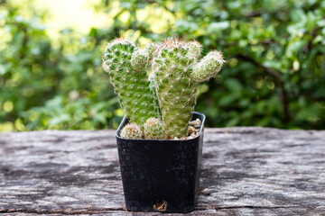 Green cactus in the pot on table wood
