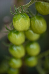 green tomatoes on a branch, nacka, stockholm,sweden