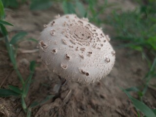 mushroom in the forest