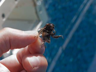 taking a dead bumblebee out of water
