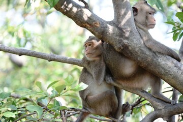 The wild monkey in a cute posture in the forest