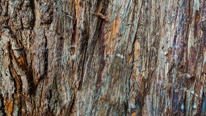 Tree bark texture. The background is a rough surface of the trunk, different shades of brown. On the left, the spider's mink and radial spider webs are visible.
