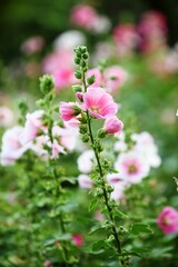 Colorful flowers and morning sunshine