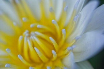close up of a lotus flower