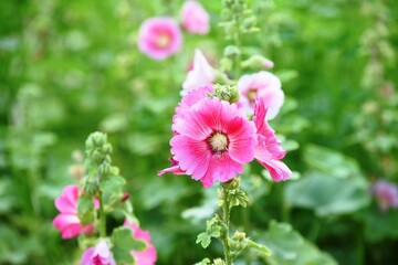 Obraz premium Colorful flowers and morning sunshine 