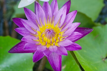 purple water lily on pond