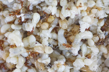 Ant egg be Local food closeup 
