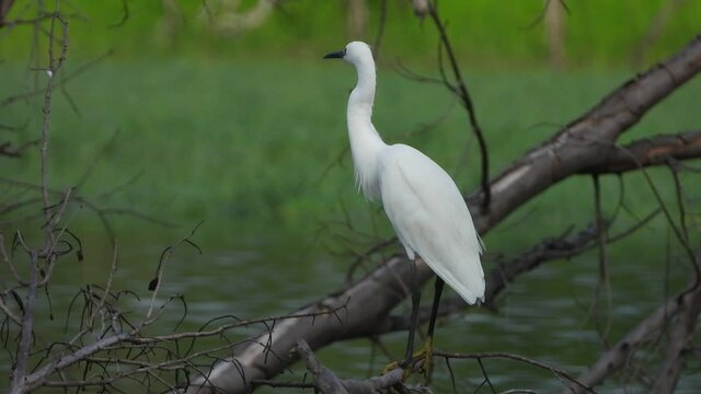 Little egret  in lake UHD Mp4 4k .