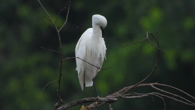 little egret Chilling on lake Mp4 4k .UHD