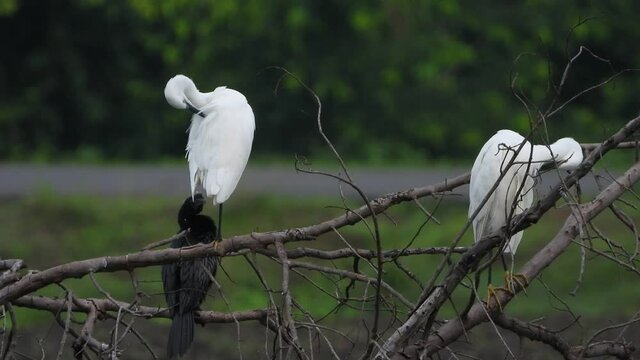 little egrets chilling with cormorant UHD Mp4 4k .