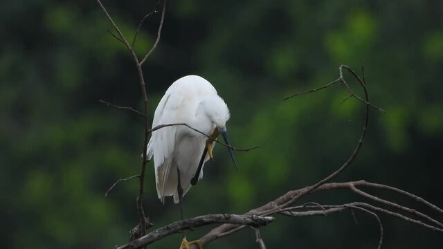 little egret Relaxing on tree UHD Mp4 4k .