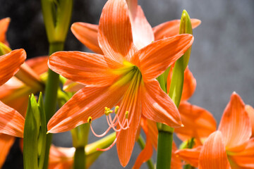 Fototapeta premium orange lily flower