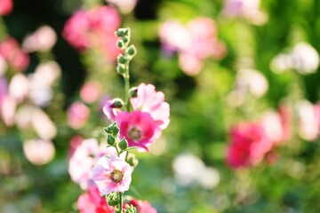 Colorful flowers and morning sunshine	