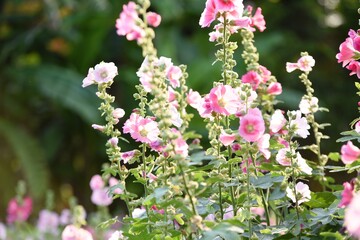 Colorful flowers and morning sunshine	