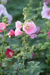 Colorful flowers and morning sunshine	