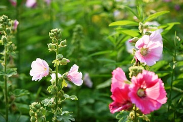 Colorful flowers and morning sunshine
