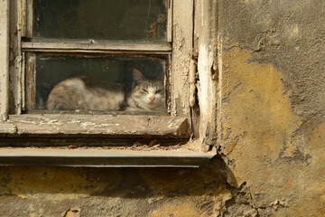 The window of an old abandoned stone house with a cat lying behind its frame.