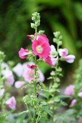 Closeup picture of beautiful pink flowers with green leaves Pink bougainvillea flower	