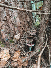 Nature mushroom forest