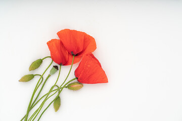 Obraz premium Poppy flowers isolated on white background.