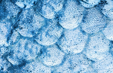 blue spotted texture of fish scale © Alexander Potapov