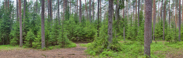 Fototapeta na wymiar small firs and old pines dark forest