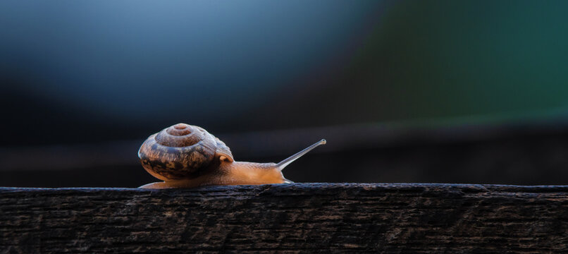 Snail On A Wooden Board