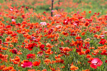 The poppies grown in the park