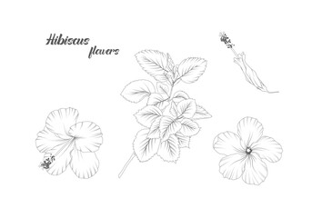 hand drawn Hibiscus flowers elements on white background.