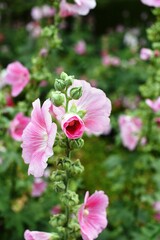 Colorful flowers and morning sunshine

