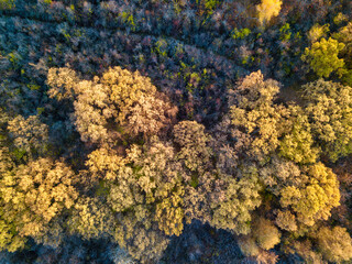 Beautiful bird`s eye view drone landscape image during Autumn Fall of vibrant forest woodland. Autumn forest at sunrise, view from above