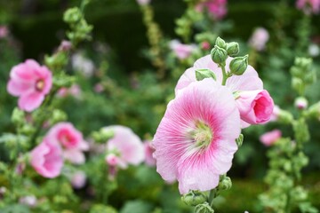 Colorful flowers and morning sunshine
