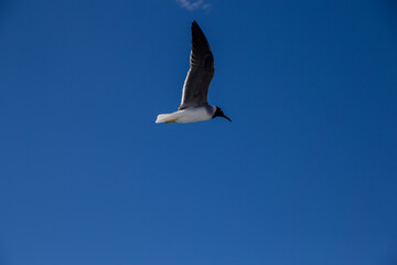 seagull flies over the sea and sky