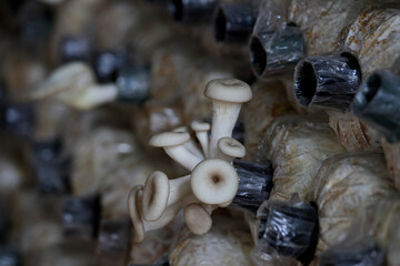 Closeup fresh Phoenix mushroom in a mushroom cube at mushroom farm.