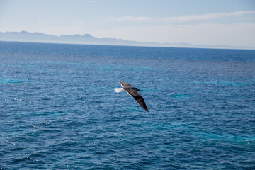 Fototapeta na wymiar seagull flies over the sea and sky