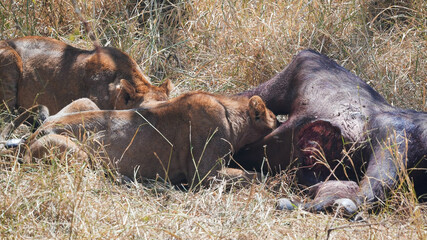 Fototapeta premium two lion feeding on a buffalo kill