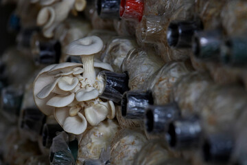 Closeup fresh Phoenix mushroom in a mushroom cube at mushroom farm.