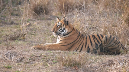 Fototapeta na wymiar medium shot of a tiger cub laying down at tadoba reserve