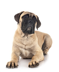 young bullmastiff in studio