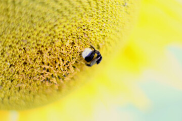 Hummel in der Sonnenblume