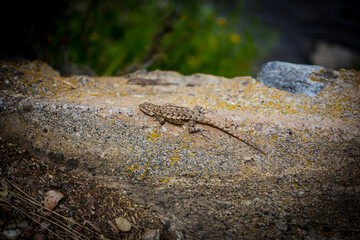 lizard on the rock